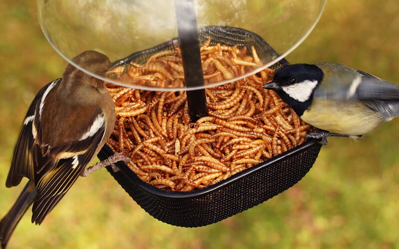 Futtersysteme für Mehlwürmer - Protein-Power für deine Gartenvögel - Alles für Vögel Futtersysteme für Mehlwürmer - Protein-Power für deine Gartenvögel - Alles für Vögel