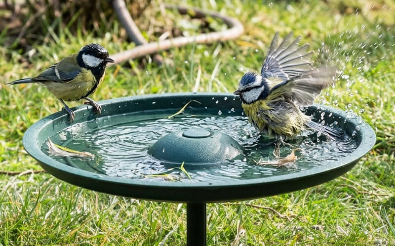 Wassertränken für Wildvögel - Die wohl beliebteste Bar im Garten - Alles für Vögel Wassertränken für Wildvögel - Die wohl beliebteste Bar im Garten - Alles für Vögel
