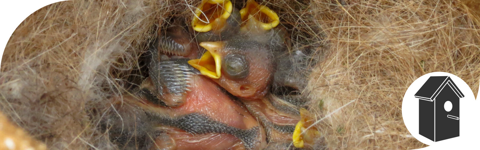 Schütze Deinen Nistkasten vor Nesträubern ✓ Sicherungsschilder kaufen bei Alles für Vögel Online-Shop