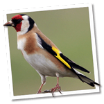 Stieglitz (Carduelis carduelis) - Foto: &copy; www.birdphoto.nl