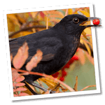 Amsel (Turdus merula) - Foto: &copy; www.birdphoto.nl