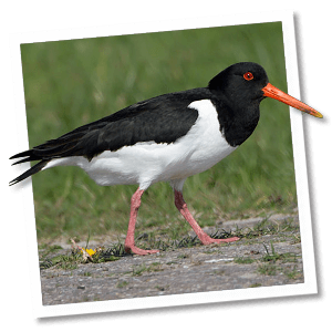 Austernfischer (Haematopus ostralegus) - Foto: &copy; www.birdphoto.nl