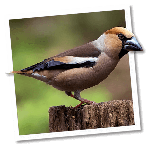 Kern­beisser (Coccothraustes coccothraustes)