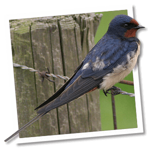 Rauchschwalbe (Hirundo rustica)