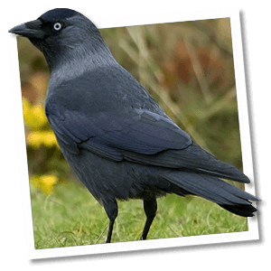 Dohle (Corvus monedula)