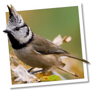 Haubenmeise (Lophophanes cristatus)