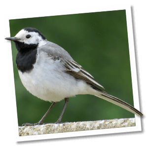 Bachstelze (Motacilla alba)