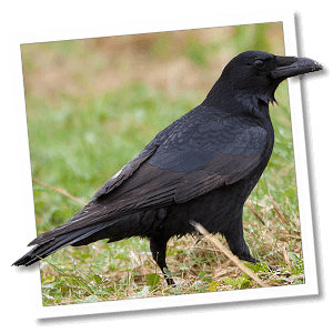 Rabenkrähe (Aaskrähe) (Corvus corone)