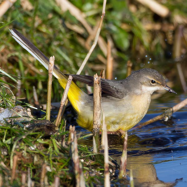 Gebirgsstelze (Motacilla cinerea) - Foto: &copy; www.birdphoto.nl