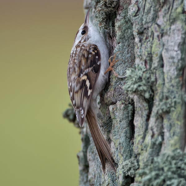 Taigaboomkruiper (Certhia familiaris) - Foto: &copy; www.birdphoto.nl