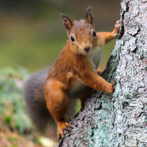 Eichhörnchen am Baum - Klettern ist kein Problem